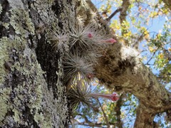 Tillandsia plumosa