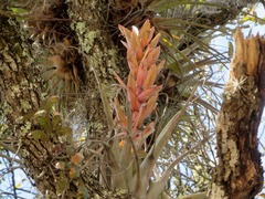 Tillandsia bourgaei