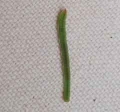 Eulithis diversilineata