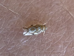 Erasmoneura variabilis