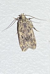 Martyringa latipennis