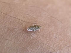 Erasmoneura variabilis