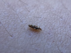 Erasmoneura variabilis