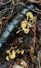 Spathulariopsis