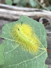 Acronicta vulpina
