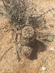 Escobaria alversonii