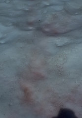 Chlamydomonas nivalis