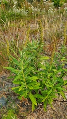 Artemisia suksdorfii