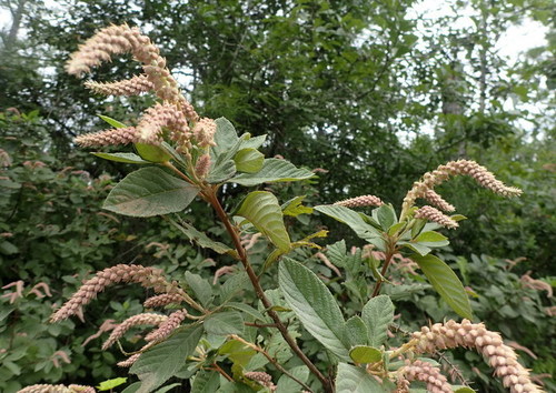 Clethra tomentosa (Clethra tomentosa)