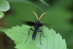 Gnamptopelta obsidianator