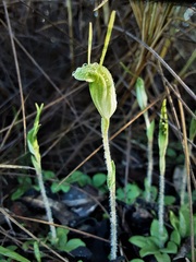 Pterostylis setulosa
