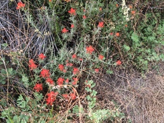 Castilleja foliolosa