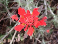 Castilleja foliolosa