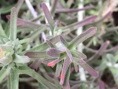 Castilleja foliolosa