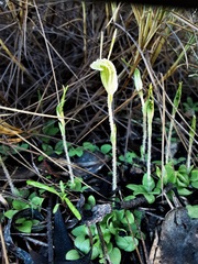 Pterostylis setulosa