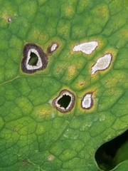 Phyllosticta sanguinariae