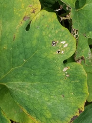 Phyllosticta sanguinariae