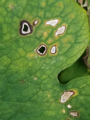 Phyllosticta sanguinariae