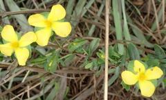 Hypericum suffruticosum