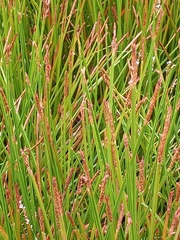 Eleocharis quadrangulata