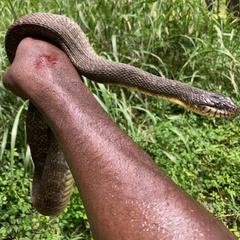 Nerodia erythrogaster