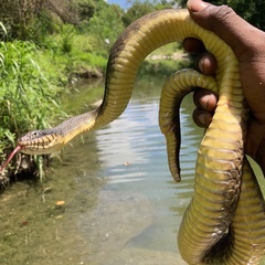 Nerodia erythrogaster