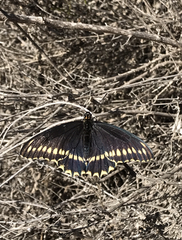 Battus polydamas psittacus