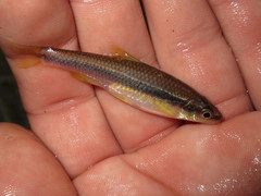 Notropis lutipinnis