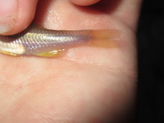 Notropis lutipinnis