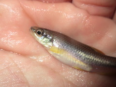 Notropis lutipinnis