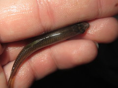 Notropis lutipinnis