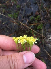 Solidago × krotkovii