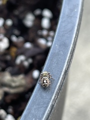 Phidippus putnami
