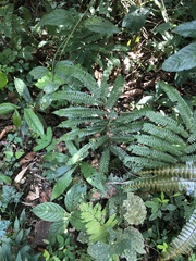 Adiantum pulverulentum