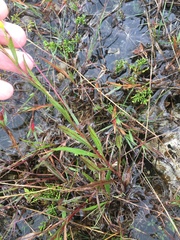 Solidago × krotkovii