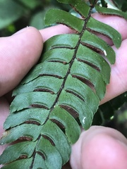 Adiantum pulverulentum