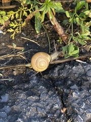 Cepaea nemoralis