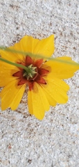 Coreopsis tinctoria