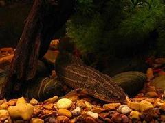 Nile Bichir photo 2