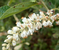 Clethra tomentosa