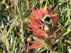 Bombus kirbiellus