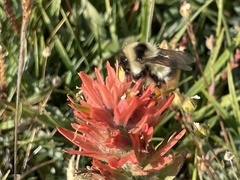 Bombus kirbiellus
