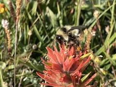Bombus kirbiellus