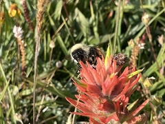 Bombus kirbiellus