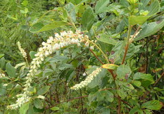 Clethra tomentosa