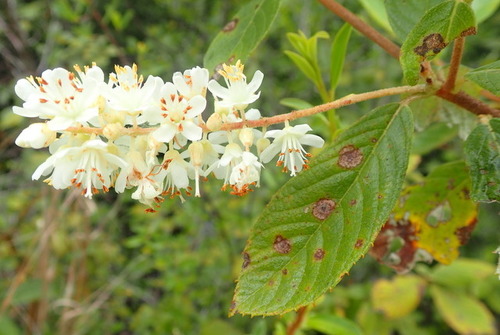 Clethra tomentosa (Clethra tomentosa)