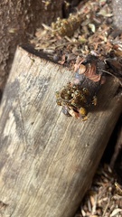 Tetragonisca angustula