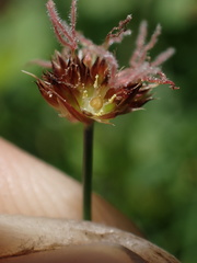 Juncus duranii