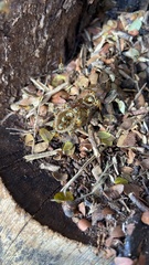 Tetragonisca angustula