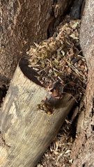 Tetragonisca angustula